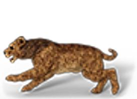 A wrool cat alpha
