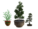 Potted plants